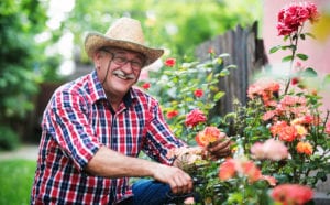 Mature man tending to his flower garden